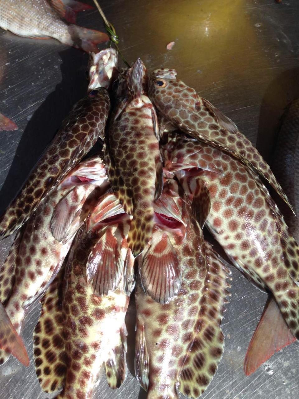 Patong Heights Hotel Exterior photo A catch of grouper